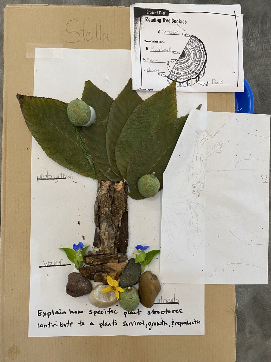 Grant Maker Friday in the Ecoschoolhouse!
4th grade studied tree cookies.
4th grade studied tree structure.
4th grade discussed tree drawings and models
4th grade made tree diagrams using products originating as trees!
#scholarsfirst