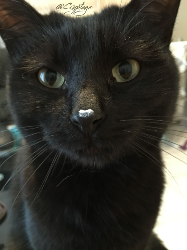 Cryptage's tweet photo. 56/ Maintenant je vous laisse, je pars en croisade contre le cancer qui vient d’être diagnostiqué à mon chat. https://t.co/Hn7w4caq3u