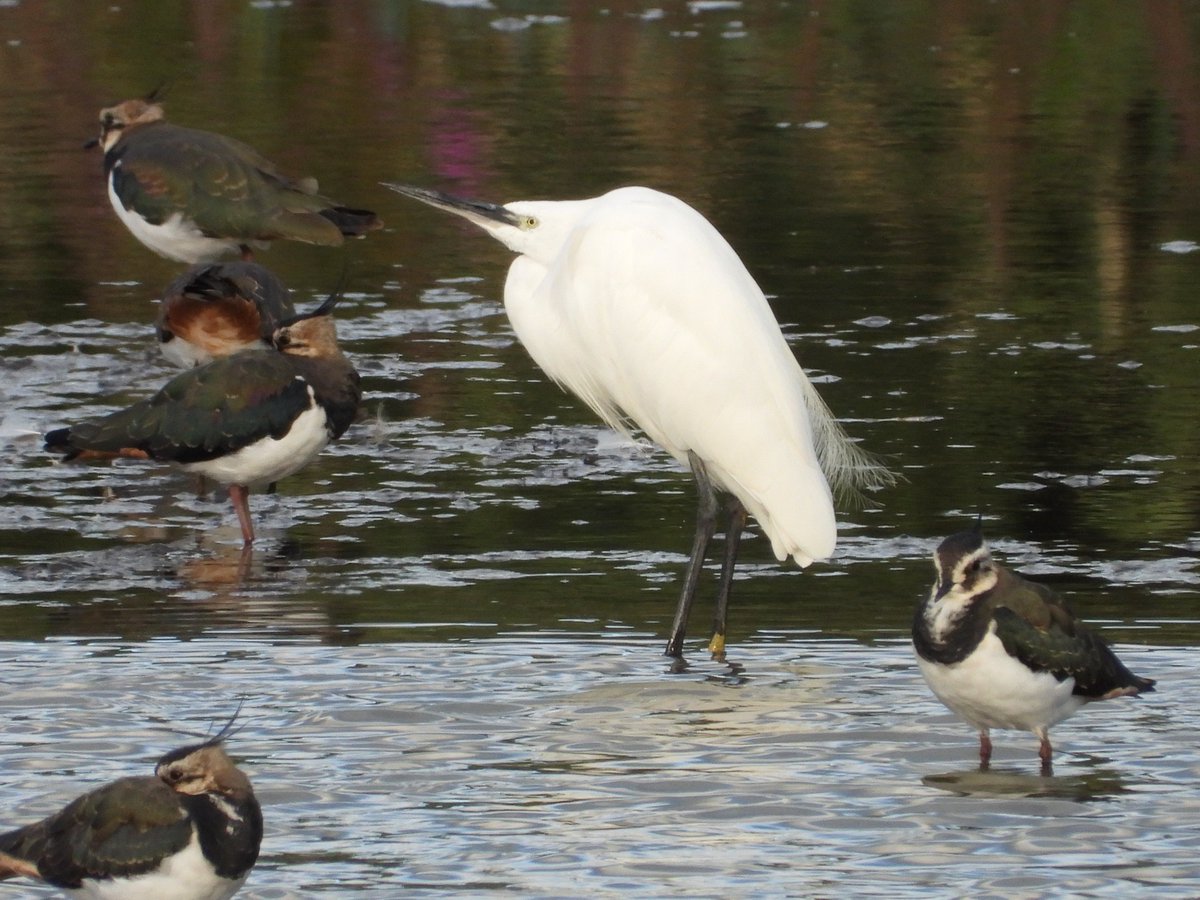 Mightychub's tweet image. #WyverLaneNR Highlights #Eveningshift with @DerwentBirder male Wigeon Yellow Wagtail Ruff Common Sandpiper Little Egret #Derbyshirebirds @DanielCMartin1 a 3 wagtail sp day