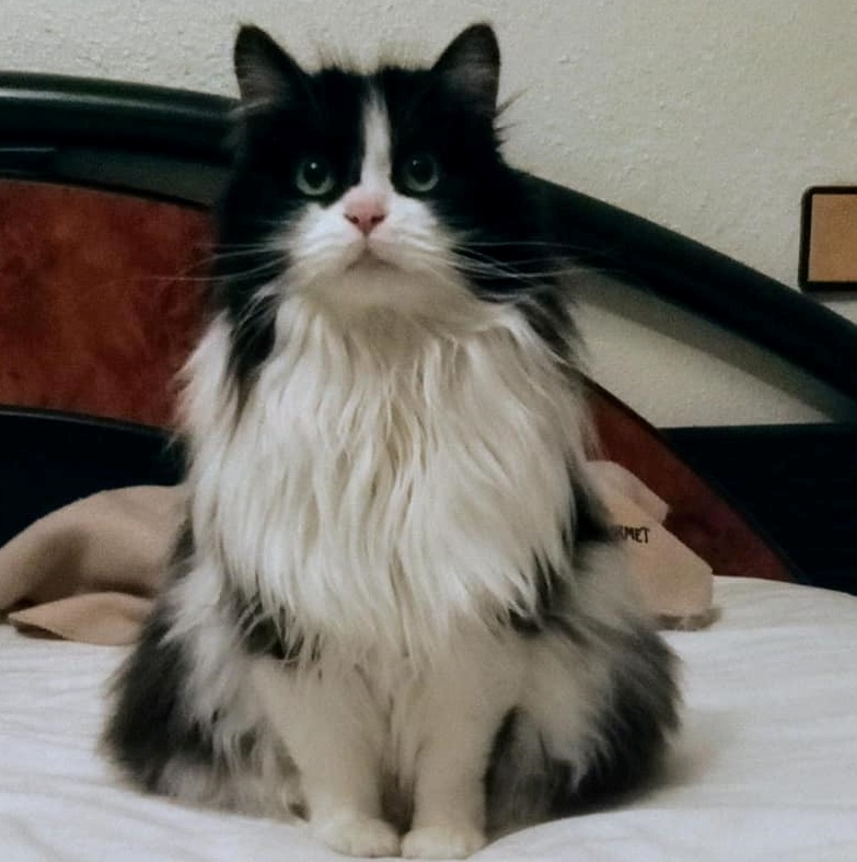 SosAbuelos1's tweet photo. #VALENCIA

Leed esto.
Nos llega esta preciosa gata, su situación es indignante.
Tiene 10 años, por no poder atenderla su dueña se había planteado ASESINARLA!!!
Ultimamente está de moda este tipo de "amenazas!! 
Por supuesto no está esterilizada ni vacunada

WhatsApp 685 95 92 19 https://t.co/fiVxgXADde
