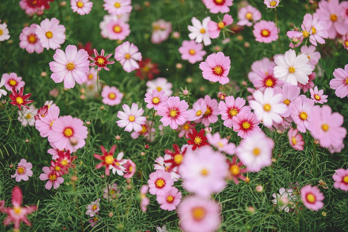 Archillct (@archillct) on Twitter photo 