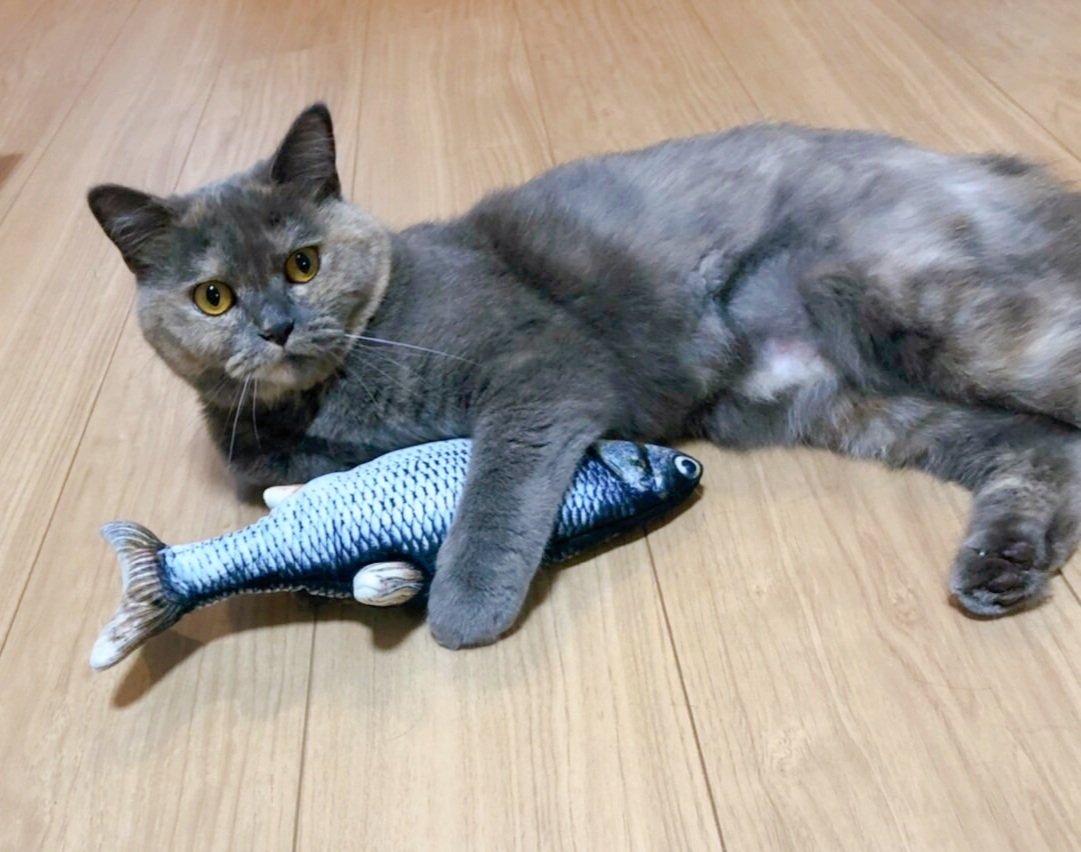 友達の猫 Twitter Search Twitter