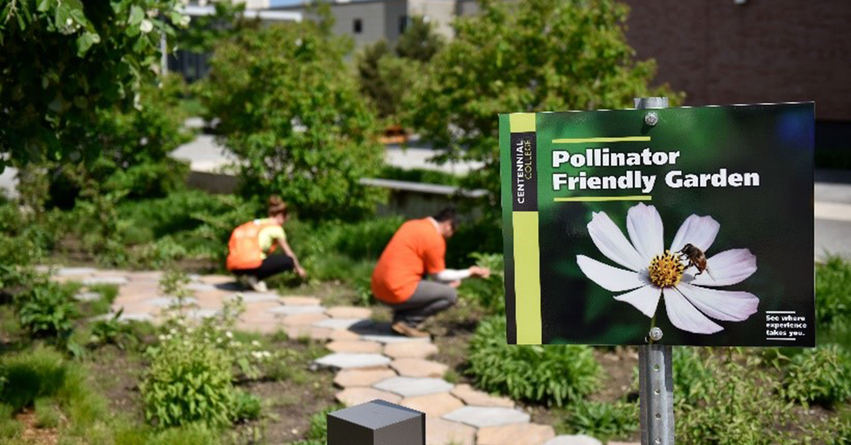 It’s about finding the right mix of 🌞, soil &amp; 🌧 for your garden to thrive. Discover the benefits of planting native species to build resiliency within our urban landscapes at our “Gardening for Climate Change with Native Species Planting” Webinar. centenni.al/3tZHH1J