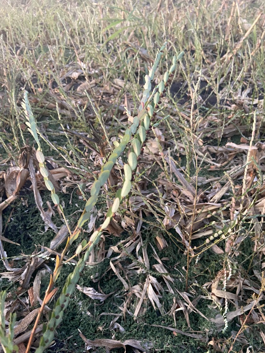 Hey #agtwitter I need some help with plant ID! I don’t have a lot of info, as I received them from someone else. It is from a crop field in Texas.
Any and all help is requested!!
#plantidentification #texasweeds