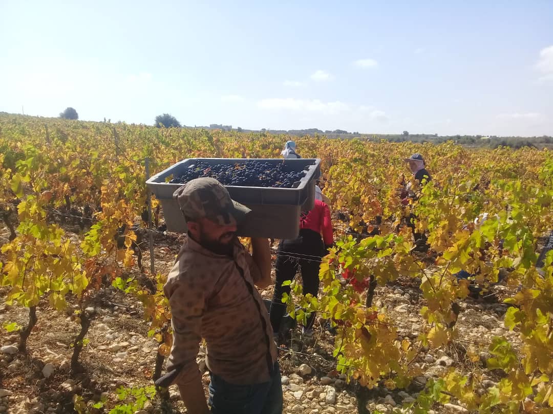 Domaine de Bargylus tweet media