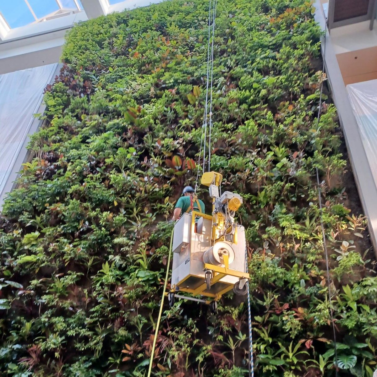 GroupNedlaw's tweet photo. #Safety first always with our certified #Nedlaw maintenance team. 

#NedlawLivingWalls team member at Cambridge City Hall. 
Photos taken during site inspection by AEC Safety. 

Clean air, naturally 🌱

#biofilter #nedlaw #greenwalls #greendesign #biowall https://t.co/P0n6ld5UCX