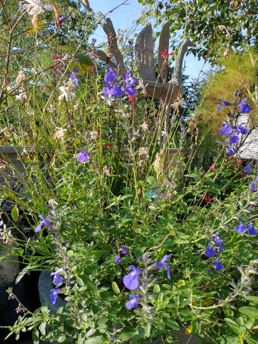 UrsulaWilliams9's tweet photo. Some client's gardens #autumnhighlights https://t.co/ZuQw7rSRq6