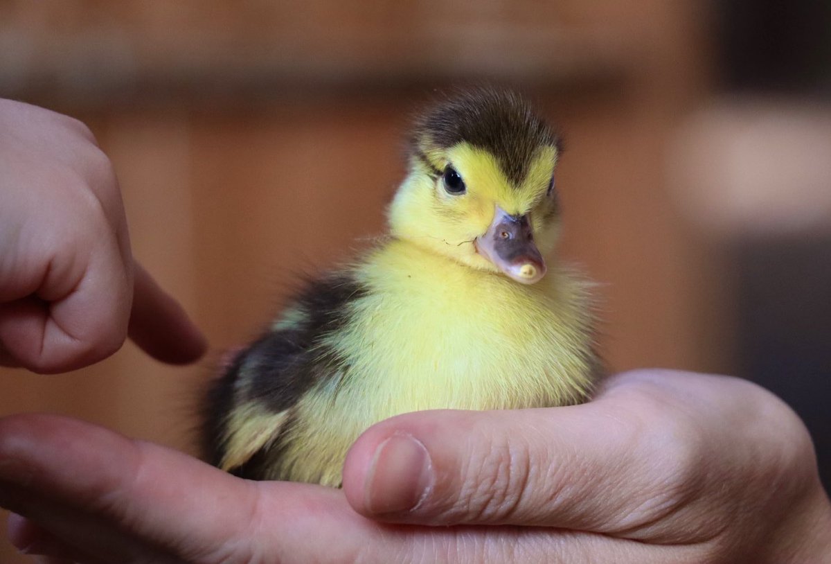 The latest duckling on the farm found with its mummy yesterday by Farmer Casey, what a sweet find. 

#caenhillcc #duckling #babyduck #muscovyduckling #babyanimals #cute #cutebaby