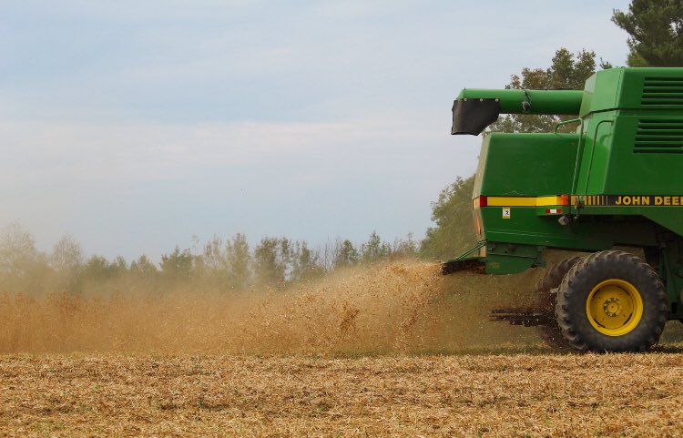 Welcome Fall 🍂
#ontariograin #soybeanharvest #farmphotography #harvesttime
<a href="/GoodinGrain/">Good in Every Grain</a> <a href="/DEKALB_Canada/">DEKALB Canada</a>