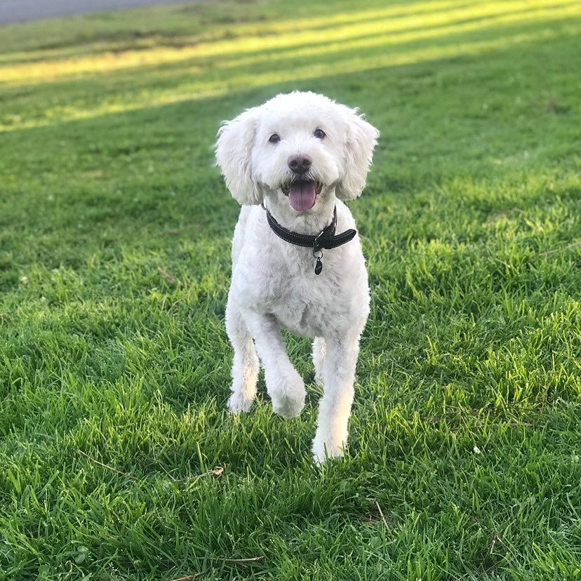 amaze_elleRN's tweet photo. @KayeSteinsapir Cali says Hello Calvin! https://t.co/JGzyYwk5D3