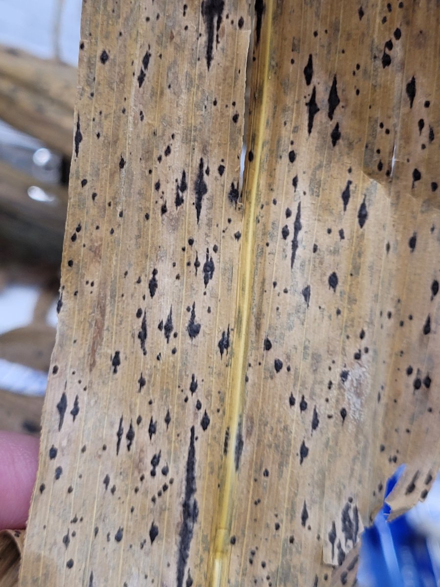 There's a new disease in Kentucky corn! Tar spot now confirmed in Todd and Ohio counties. Contact your County Agent if you suspect you have the disease and submit samples to the PDDL. Information on tar spot can be found here: cropprotectionnetwork.org/resources/publ…. <a href="/UKExtension/">UK Extension</a> <a href="/UKAgriculture/">University of Kentucky Martin-Gatton CAFE</a>