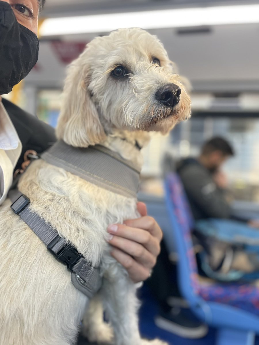 KAA_Tilly's tweet photo. My work commute 🚌🚏🐾 #DogsofTwittter #LondonBus https://t.co/Uv7SHjhO1w
