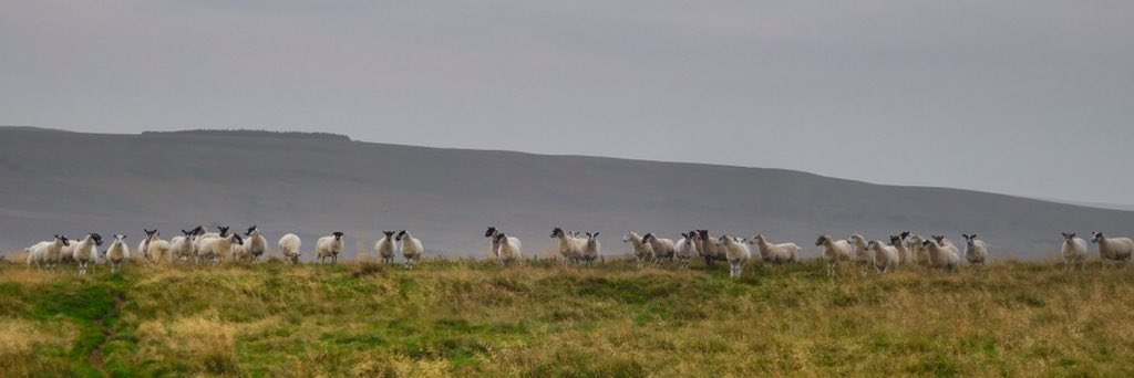 BilberryBirch's tweet photo. Sheepy panorama 🐏🐑🐏🐑🐏🐑🐏🐑🐏🐑 #sheep #instasheep #northumberland #cheviots https://t.co/6TEWERni9s