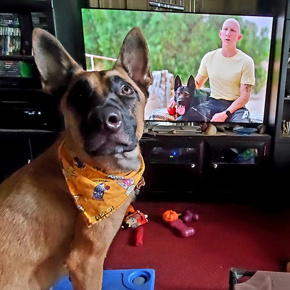 TopDogAE's tweet photo. 4 DAYS LEFT TO ENTER! Enter the Watchdog Sweepstakes by tweeting a photo of your dog watching all-new episodes of #TopDogAE using #TopDogSweepstakes to be entered for a chance to win exciting prizes for you &amp; your pup! More info at https://t.co/O1AMhxwkfd https://t.co/UzjUvlYmSp