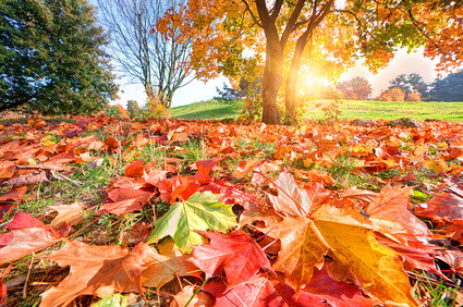 LakeEriec3w's tweet photo. With the #RainyDay we're having why not consider an #oranic #lawncare regime, or maybe forget the #autumn2021 fertilizer altogether? https://t.co/kSsOLywulk
pledge to protect water by reducing or eliminating fertilizer use on your lawn @ https://t.co/hlge7Uu5tY https://t.co/iLA4Udewi4