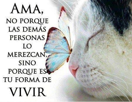 SILVIA ROMERA tweet media