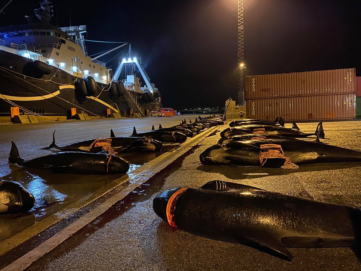 TheMoth219's tweet photo. @faroesenews 52 more pilot whales. Why? Why? The Faroe Islands has killed over 2000 whales and dolphins this year alone. Shame on you.  Even in Taiji they don't come close to this in a year. #FaroeIslands #Shame https://t.co/s68fxhHWje