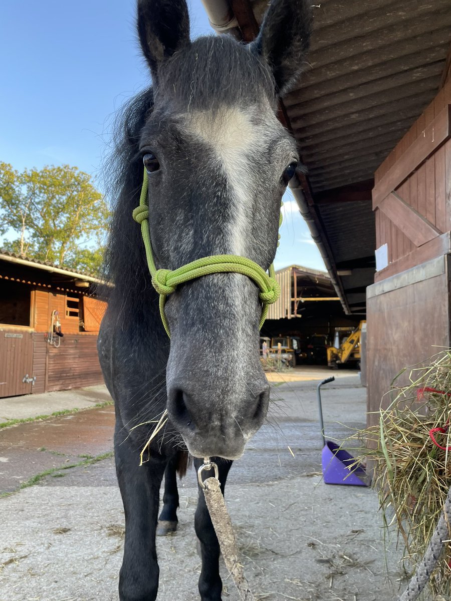 JoannaHolland80's tweet photo. So we have the standing in front of the stable now mastered 👏⭐️👍🐴 even with the yard being extra busy horses coming in.. big dogs 🐕 cars driving past .. and the list goes on 👍🙏 clever little boy 💕 #bodminmoorpony #unhandled #project https://t.co/3IJfPs3lHo