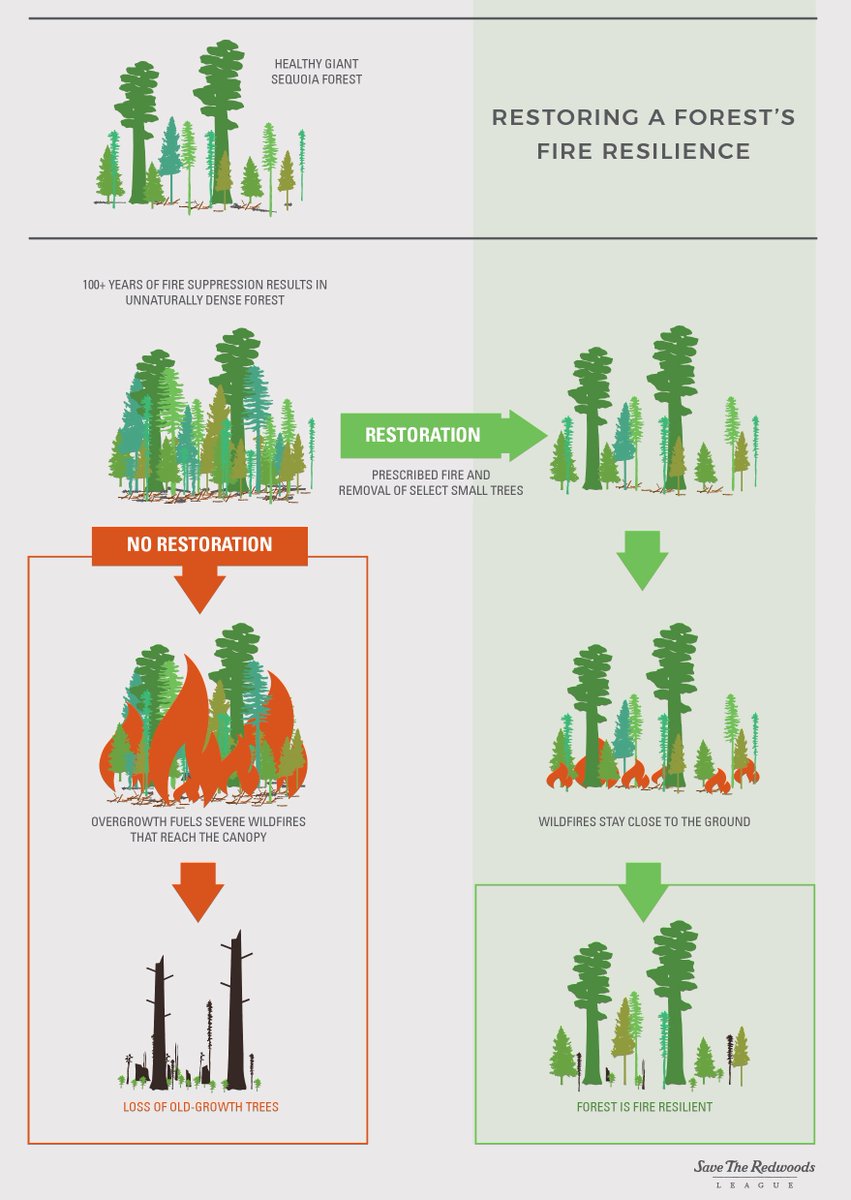 savetheredwoods's tweet image. As giant sequoia burn in the Sierra, many are talking about the need to better steward our forests to prevent these losses. This infographic explains in simple terms how this works. #KNPComplex #KNPComplexFire #WindyFire