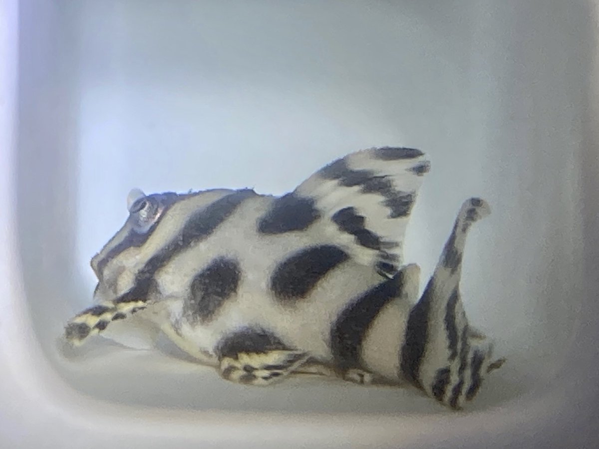 インペリアルゼブラプレコの飼育小屋 Piranhas955 Twitter