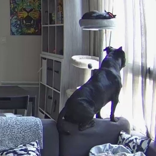 ammerix's tweet image. Personne: 
Mon chien quand je suis pas là : 

Il a cru qu'il était chez lui le boug