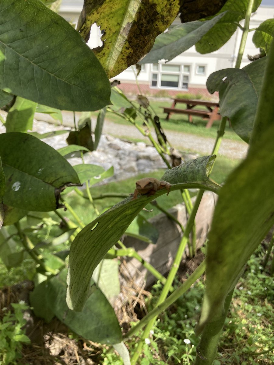 MrsButtonHDMS's tweet image. Found some lovely little creatures during our mask break today. #HDMSPride