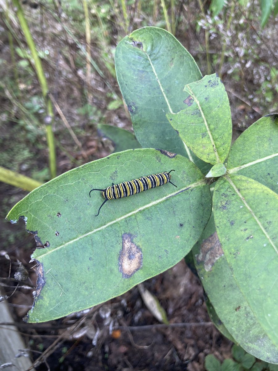 MrsButtonHDMS's tweet image. Found some lovely little creatures during our mask break today. #HDMSPride