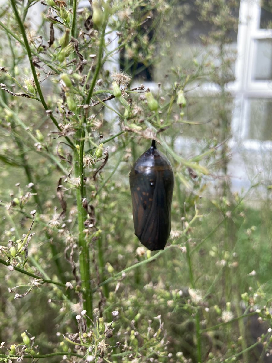 MrsButtonHDMS's tweet image. Found some lovely little creatures during our mask break today. #HDMSPride