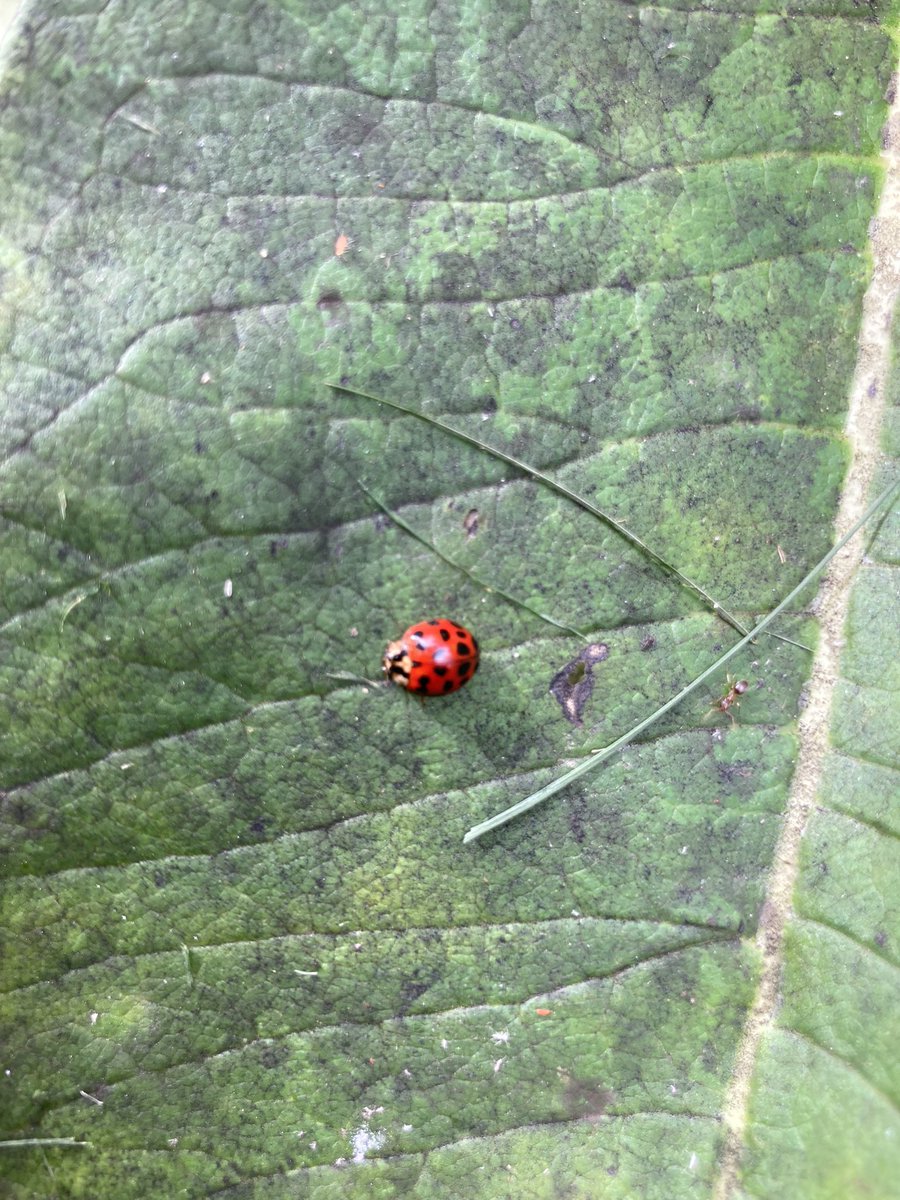 MrsButtonHDMS's tweet image. Found some lovely little creatures during our mask break today. #HDMSPride