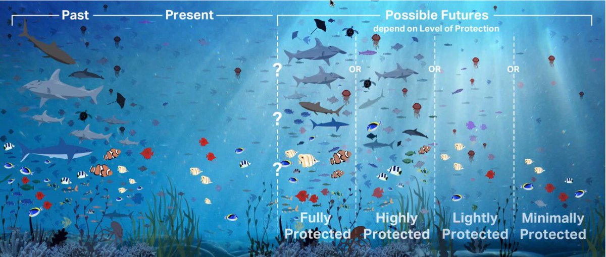 #MPAGuide co-authors @Kirsten_GC @_jsullivanstack illustrated the huge benefits of fully & highly protected MPAs vs lightly or minimally protected areas at @theblueleaders Sept Breakfast Club #science #ocean #30x30 #blueleaders  @OregonState @UNBiodiversity @NRDC @MissionBlue