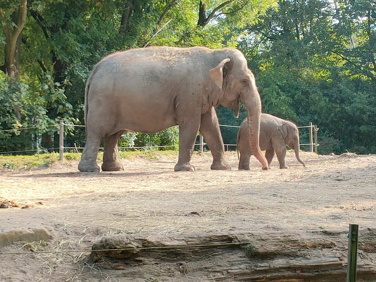 De werkdag 'slobberrrslurppp' begonnen in een ontwakend  &amp; duurzaam Blijdorp! Mooie en inspirerende omgeving voor combinatie van werkoverleg &amp; wandelen #anderswerken <a href="/duurzaam010/">Rotterdam Duurzaam</a> <a href="/iburo010/">Ingenieursbureau Rotterdam</a> @Stadmakers010 <a href="/Stadsbeheer010/">Stadsbeheer010</a> <a href="/RotterdamZoo/">Diergaarde Blijdorp</a> <a href="/circulair010/">circulair010 ( harsh_arora )</a>
