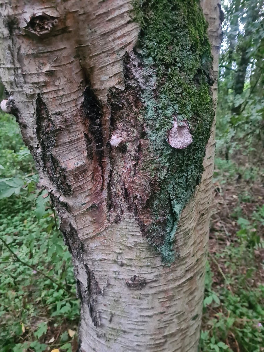 tff2013's tweet photo. Some photos from Forest Bathing this evening at Oxford Island with @LisaFollis 
#naturelovers #connectwithnature #selfcare #MentalHealthAwareness https://t.co/UkI0hFX4jB