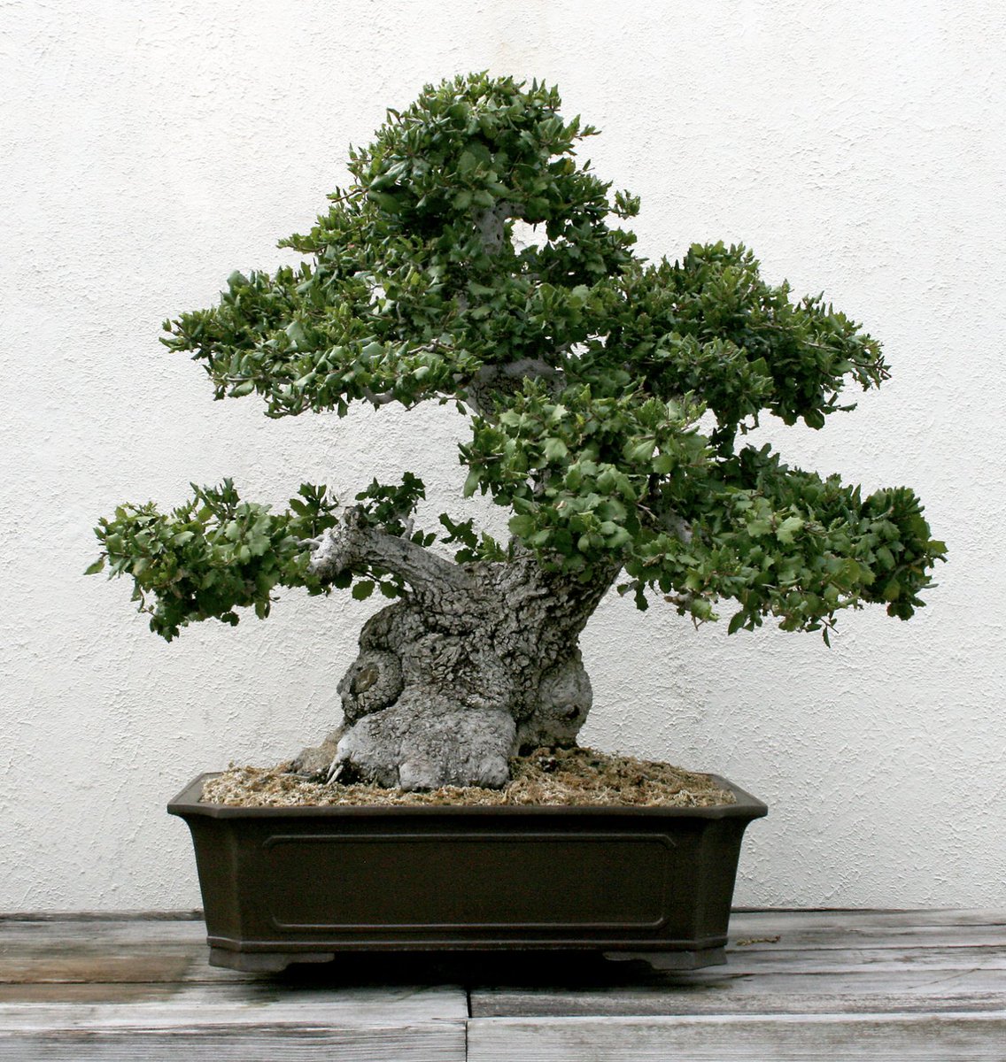 NBFbonsai's tweet photo. This Coast Live Oak (Quercus agrifolia) has been in training since 1989. Al Nelson gifted this treasure from his ranch in Santa Barbara, California in 2016. #bonsai #bonsailovers #nature #museums https://t.co/XpfRBOAirV