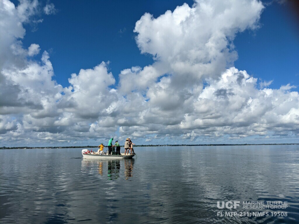 erin_seney's tweet image. The #UCFTurtleLab was on the water today for what looked like it was going to be a magnificent day sampling #IndianRiverLagoon #seaturtles. Calm waters, #greenturtles popping up all around our boats... 📸: E Seney.