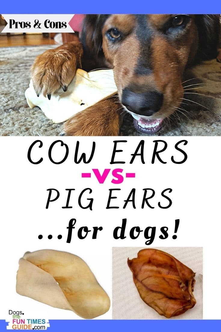 Are Pig Ear Chews Safe For Dogs