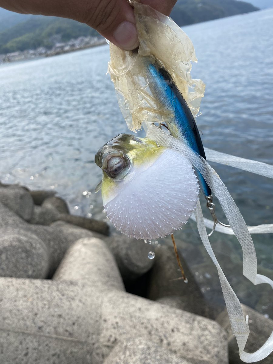 Im_Angler's tweet photo. ギグギカント初の獲物はふぐかよ😫
ちょい重かったから期待したんになぁ😭
なんとか粘ってサゴシGET🥲

#ライトショアジギング
#PALMSfishing https://t.co/6uRCuzCNcW