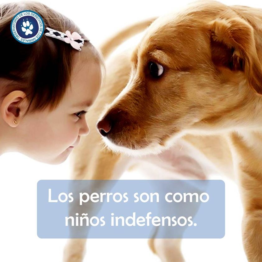 Abusar de un ser indefenso como un niño o un perro no está bien, prioriza y siempre protégelos.
Si quieres realizar una denuncia de maltrato animal o colaborar con nosotros. 
Contáctanos: 
Denuncias de maltrato: bit.ly/3c0Hvp8 
Adopciones: bit.ly/2zRMRVs
