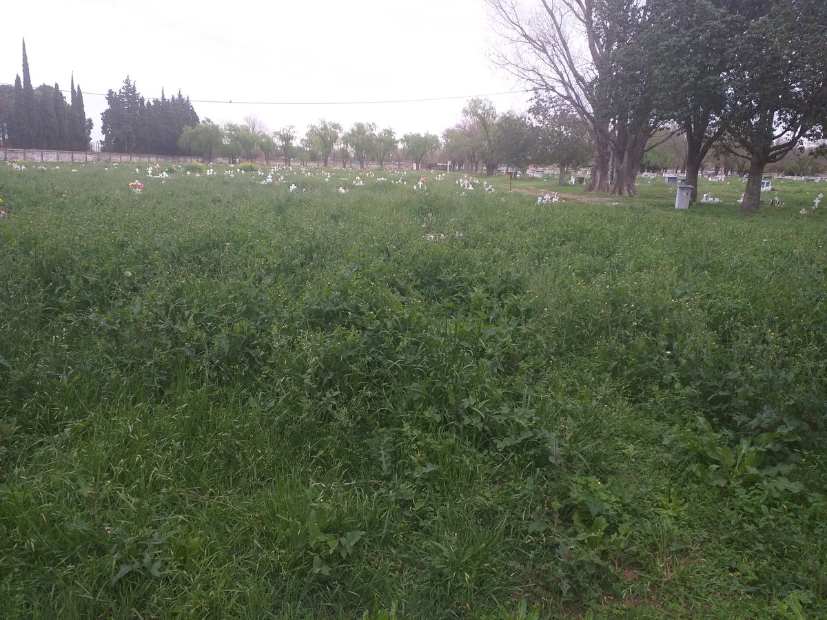 insamel's tweet photo. Hoy fui al cementerio La Piedad y no pude encontar la tumba de mi mama, se que esta en un lugar "gratis", pero la falta total de respeto es total, no me dejan cortar a mi el pasto, pero nadie lo hace @MuniRosario @luisnovaresio @analiabocassi @12asaltos https://t.co/zlrRQMZTrK