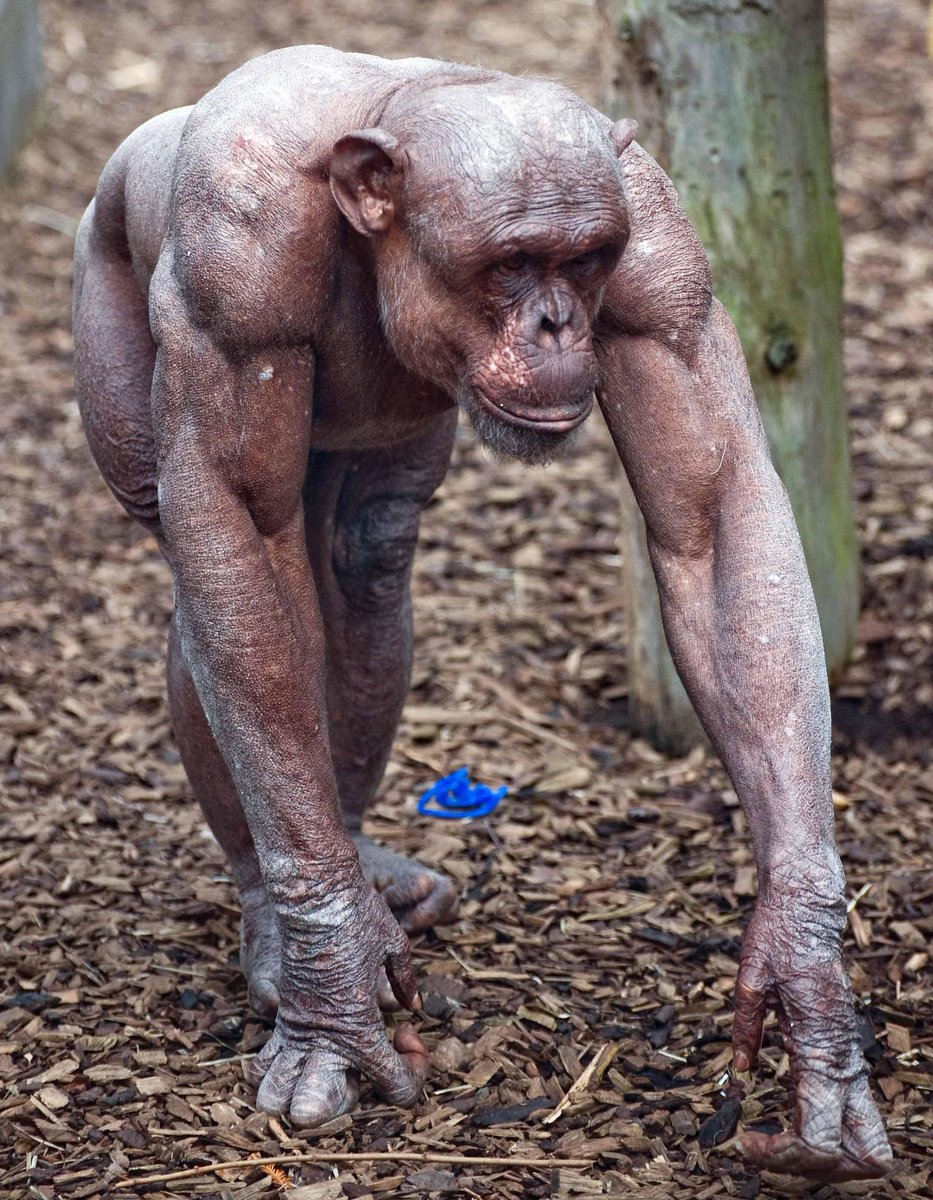 Youridefou's tweet photo. Un chimpanzé atteint d'alopécie, une maladie qui le prive de fourrure. Regardez la musculature impressionnante, qui est habituellement cachée par les poils. https://t.co/6b2EE7kAqC