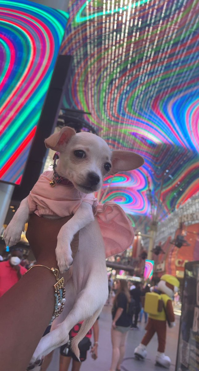 Jassgotasss's tweet photo. I love being a dog mom 🐾 my diamond 💎 🥰 https://t.co/q35i0X3l01