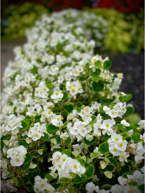 Here are some beautiful begonias to brighten up this dreary day.