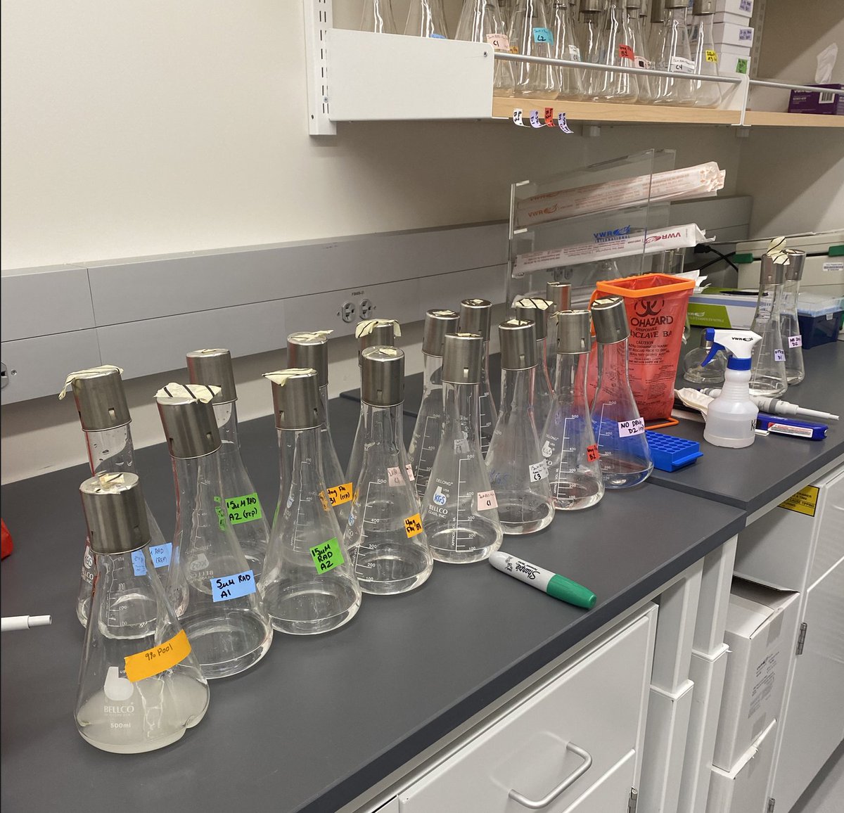 KerryGeilerSamerotte (@ksamerotte) on Twitter photo Today I pipetted! First time back in the lab after a long time and I really missed it. <a href="/KaraSchmidlin/">Kara Schmidlin</a> and <a href="/SamApodaca_/">Sam Apodaca</a> evolved yeast to resist different drugs are now conducting a big screen for cross resistance/sensitivity. More updates soon! #KGSlabEvolves Today I pipetted! First time back in the lab after a long time and I really missed it. <a href="/KaraSchmidlin/">Kara Schmidlin</a> and <a href="/SamApodaca_/">Sam Apodaca</a> evolved yeast to resist different drugs are now conducting a big screen for cross resistance/sensitivity. More updates soon! #KGSlabEvolves