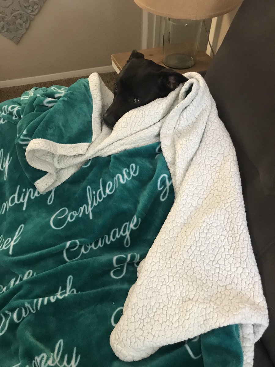 Josie is ready for fall 🍁 ☕️ 🐾