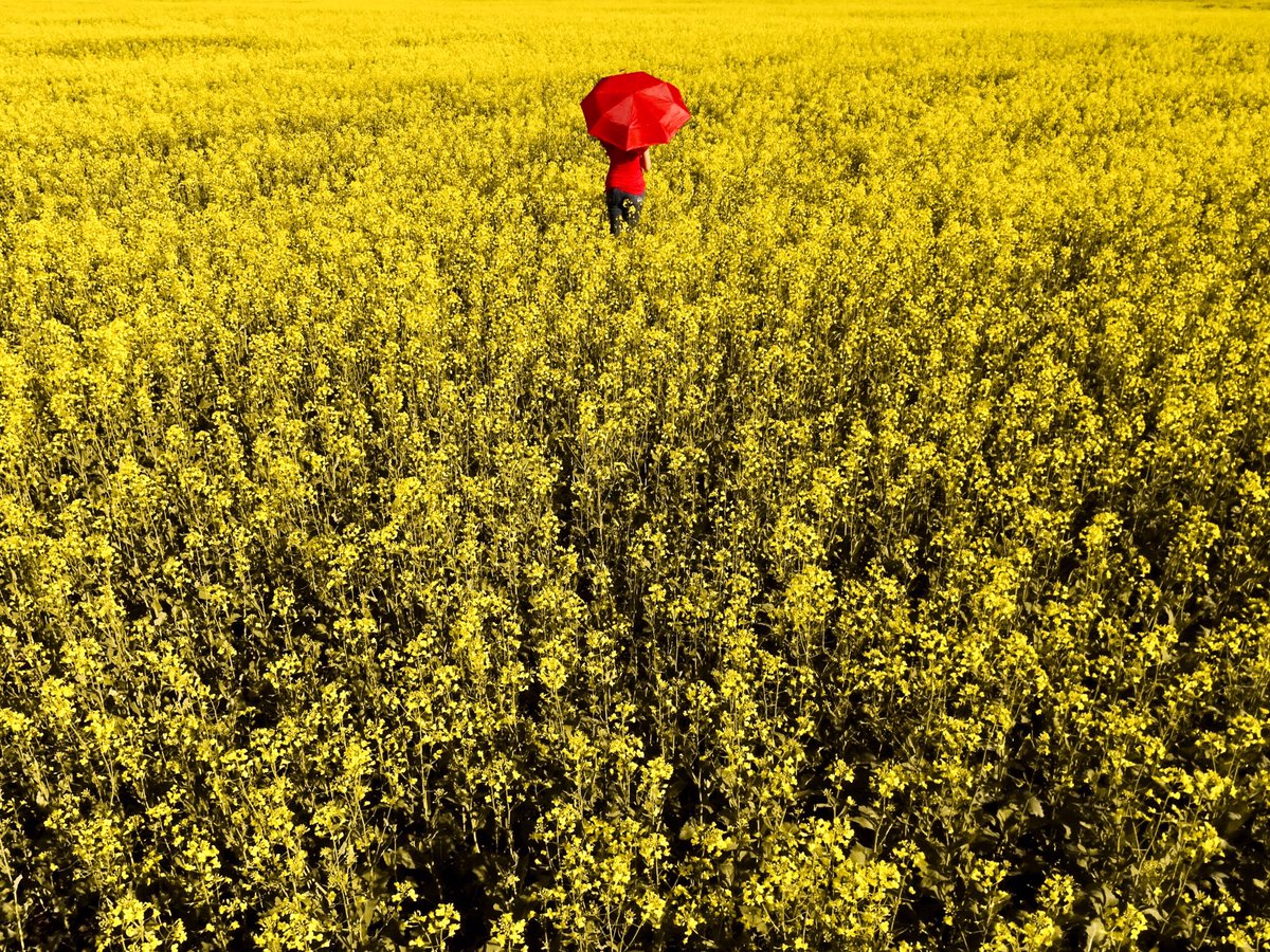 Mundo amarillo / Yellow world. Exaltación De la Cruz. Buenos Aires. Argentina