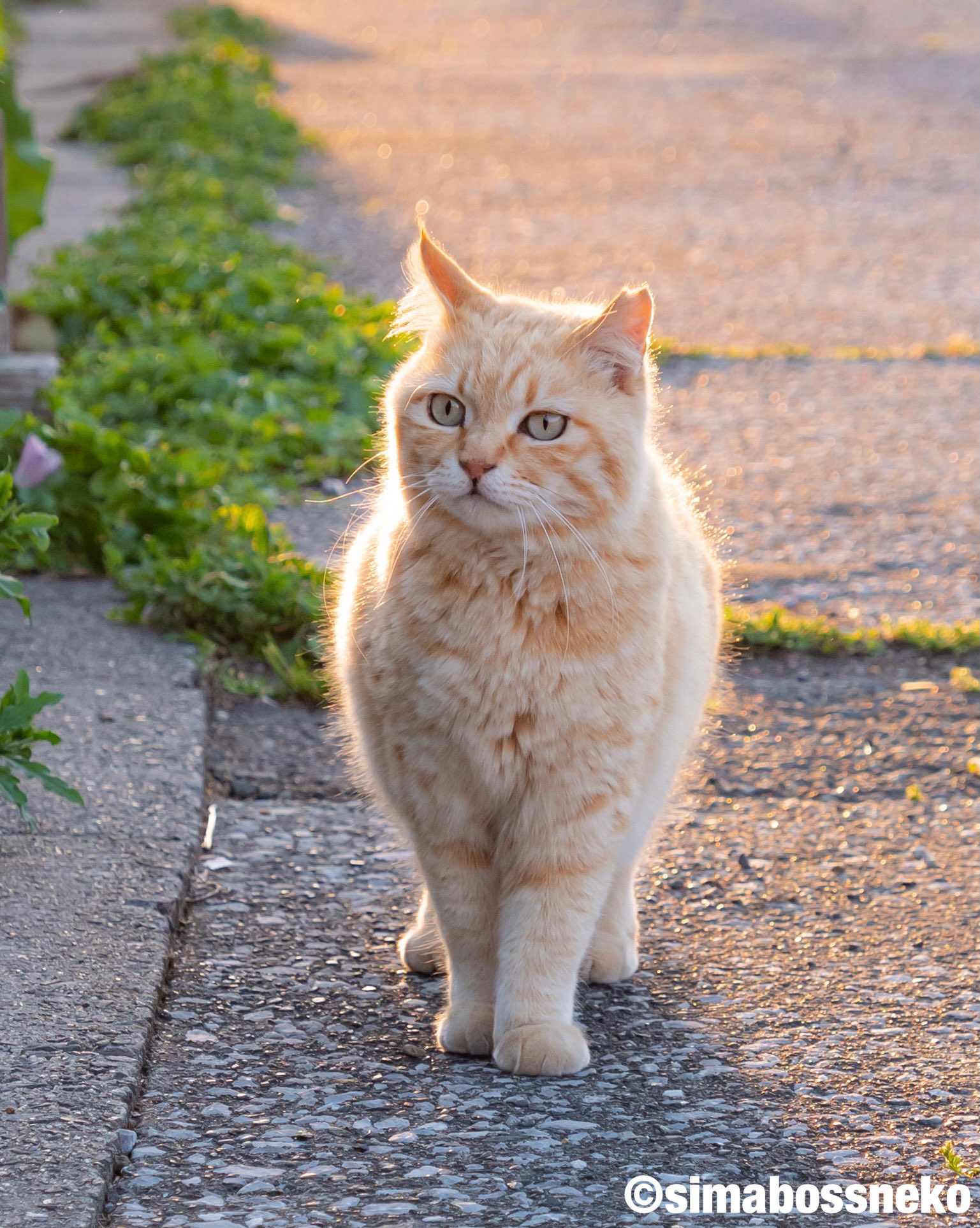 simabossneko 写真集「島にゃんこ」発売中 on X: 