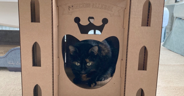 jazzycatfelines's tweet photo. Cardboard Cat Homes: A Castle Fit for a Princess - The Conscious Cat https://t.co/VV3Dqj3n3r https://t.co/yx2osQEcWs