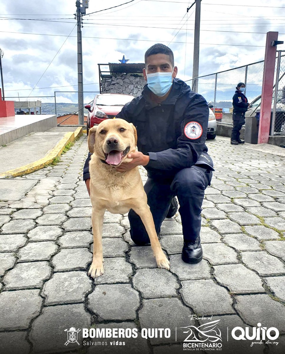 🐶 Este peludito se llama Bruno.

👨🏻‍🚒 El lunes 20 de septiembre en horas de la noche, nuestro equipo lo rescató del interior de una quebrada en Guamaní.

🤝 Hoy, queremos pedirte que nos ayudes a compartir esta publicación, para poder encontrar a su familia.

Juntos #SalvamosVidas