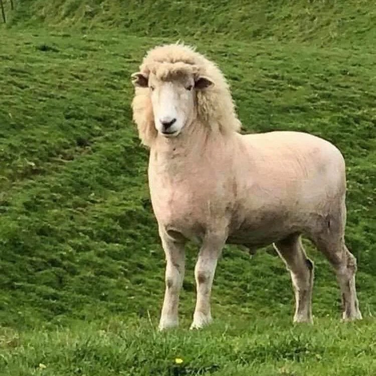 BeefLambNZ's tweet photo. This is probably the most Kiwi thing that you'll see today. π³πΏ
#nzinapicture #kiwias #kiwi #nz #nzsheep #mullet https://t.co/9sxw03nvIM