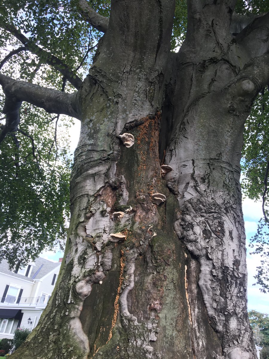 Matt_Reynolds77's tweet photo. New life for an very old European #Beechtree. https://t.co/25zR52xcOF