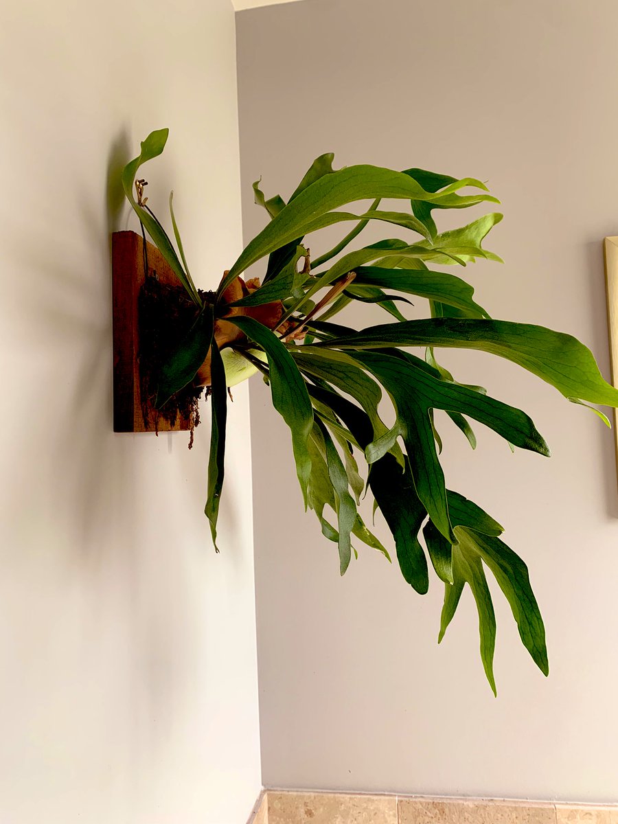 Nicole R. Jackson, MD, MPH, FASCP (she/her) tweet media